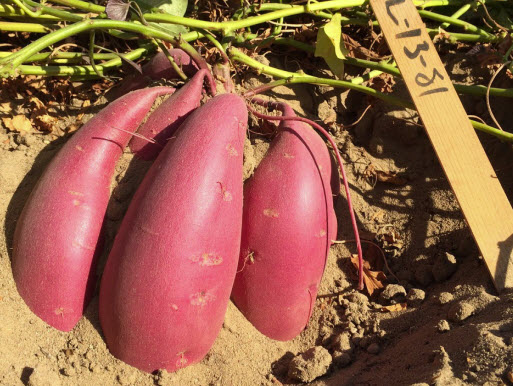 Sweet Potato Variety Descriptions